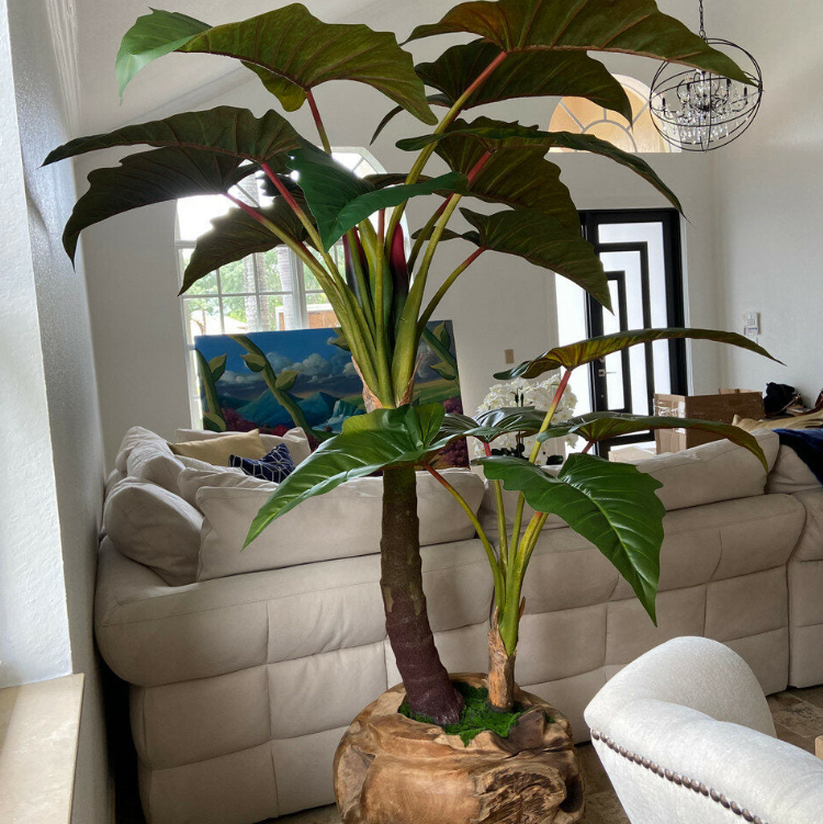 grande teca cuenco con alocasia plant.