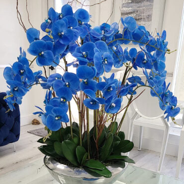 avenue cuenco con azul phalaenopsis orquídeas