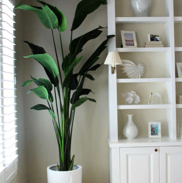 2.70 m ave de paraíso con ben jardinera en brillante blanco