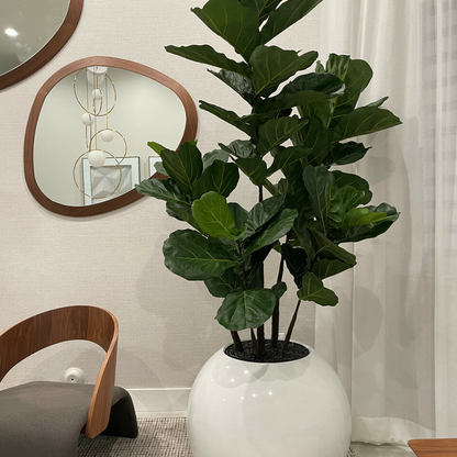 76 cm blanco esférico jarrón con violín-hoja higuera árbol