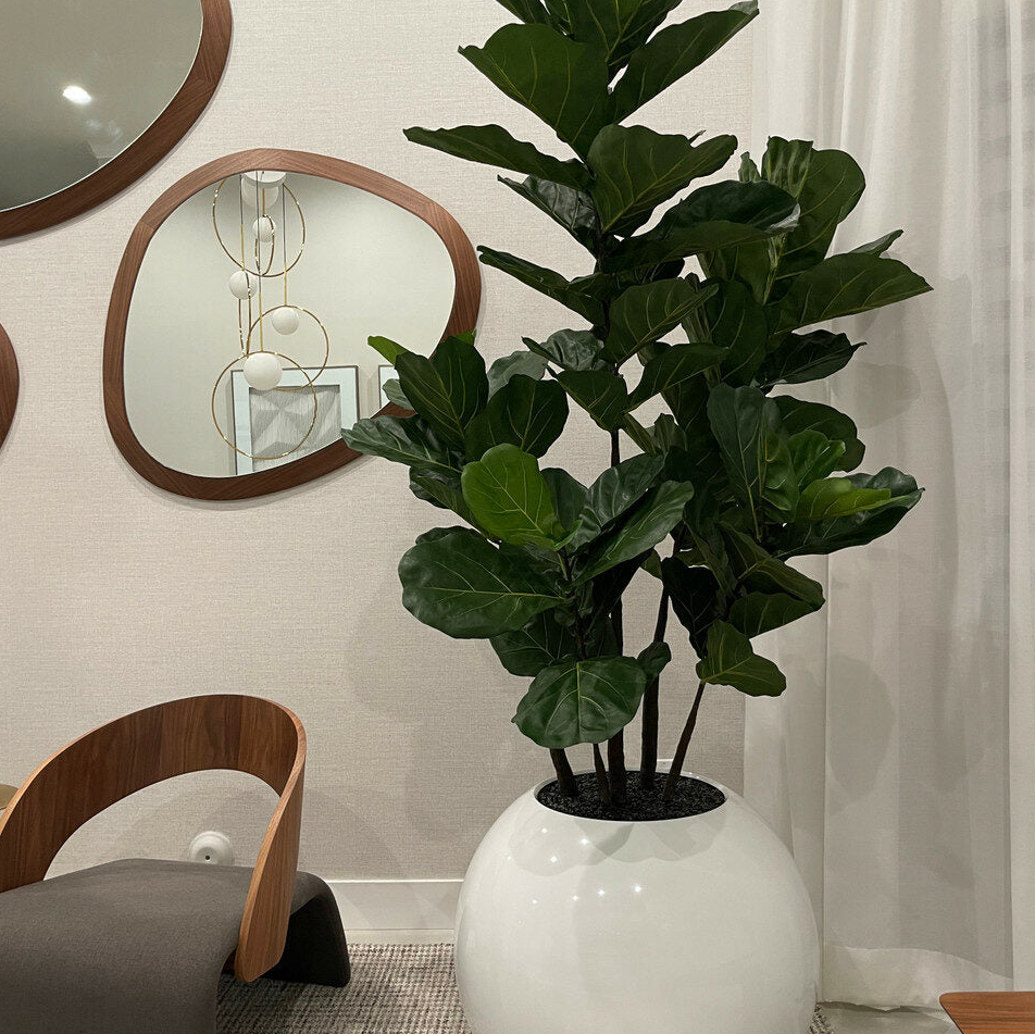 76 cm blanco esférico jarrón con violín-hoja higuera árbol