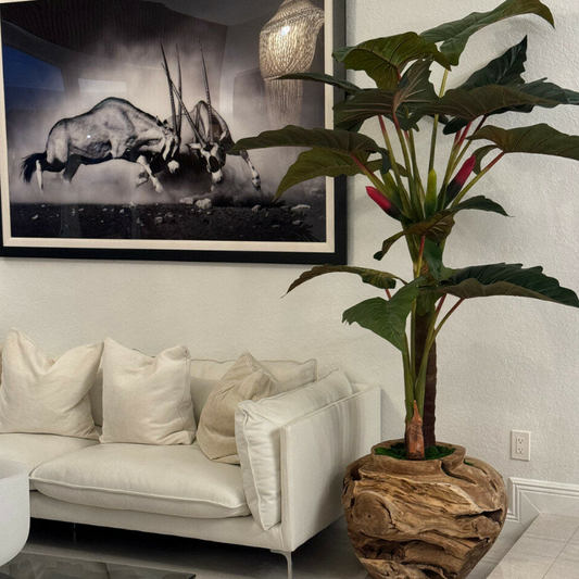 grande teca cuenco con alocasia plant.