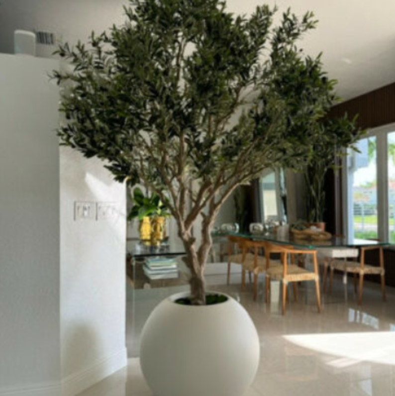 olivo árbol en mate beige maceta.