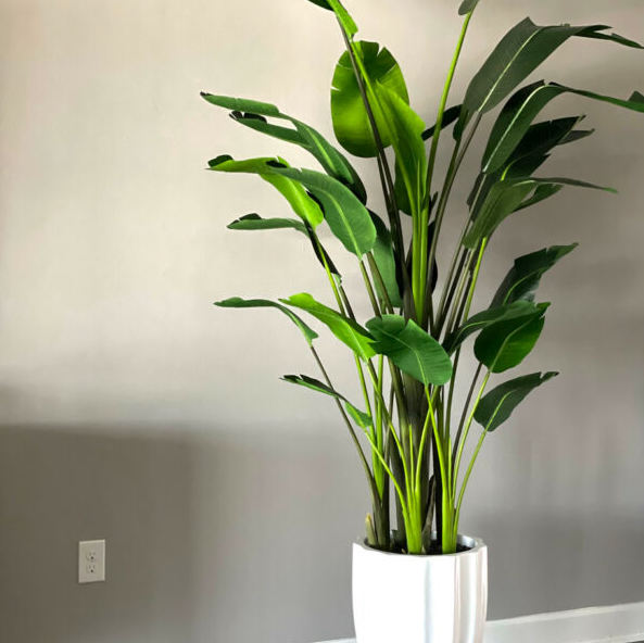 el alicante jardinera en brillante blanco con un 2.74m ave de paraíso.