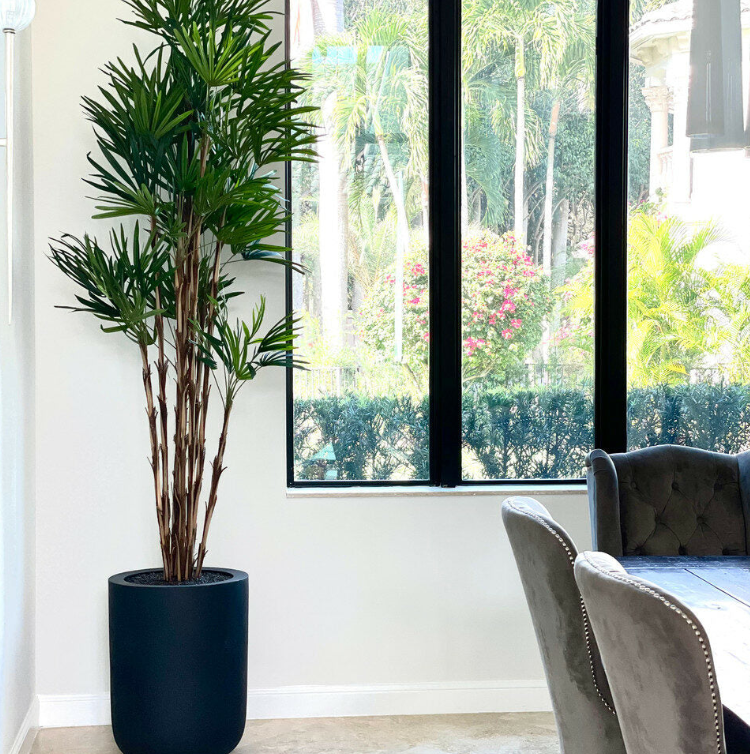 xl palmera árbol en negro maceta