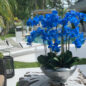 avenue cuenco con azul phalaenopsis orquídeas