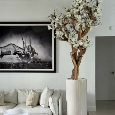 10ft blanco magnolia árbol en brillante beige st. tropez jardinera