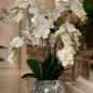 orquídeas en craquelado espejo jarrón