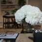 blanco hortensia ramo en clear vidrio cilindro jarrón