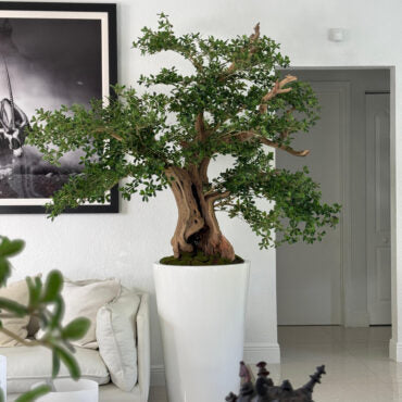 Artificial negro olivo bonsái árbol en brillante blanco belle jardinera