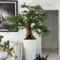Artificial negro olivo bonsái árbol en brillante blanco belle jardinera