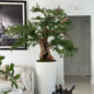 Artificial negro olivo bonsái árbol en brillante blanco belle jardinera