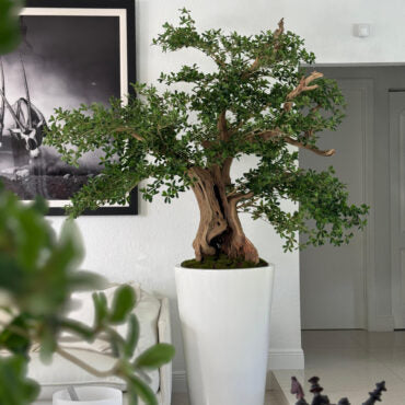 Artificial negro olivo bonsái árbol en brillante blanco belle jardinera