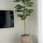 Parthenon jardinera con 7′ Shady dama árbol